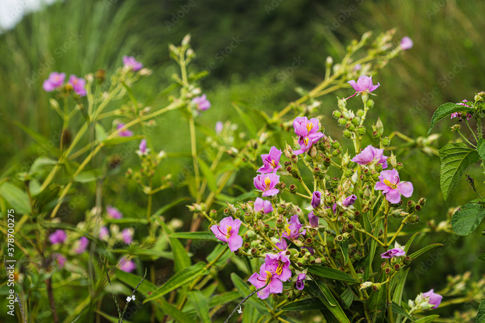 flowers in the field flowers in the field