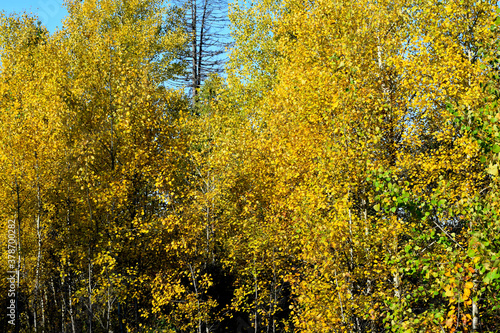 autumn in the forest