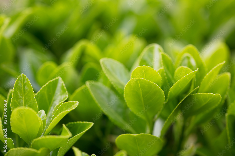 Fototapeta premium Green holly plant in spring