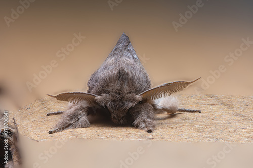 hairy tiny moths © prasanth