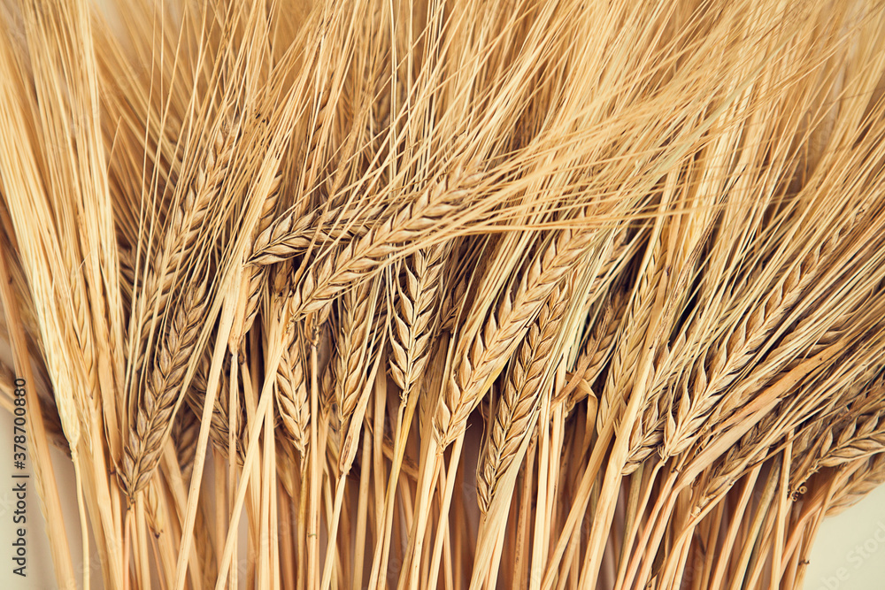 Wheatears texture. Wheat pattern. Yellow dried wheat close up. Wheatears texture. Wheat pattern. Yellow dried wheat close up.