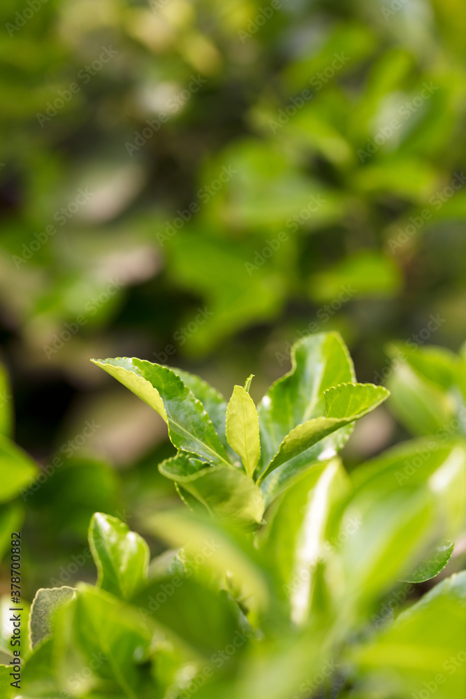 Obraz premium Holly plant leaves closeup outdoors