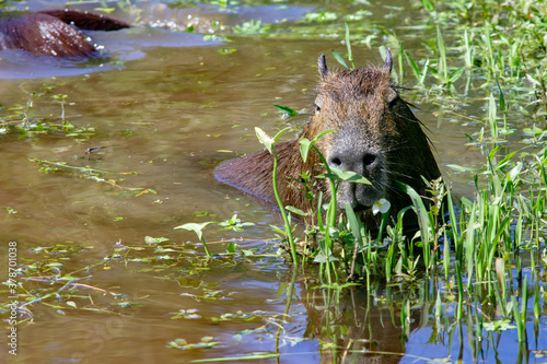 Capybara in the water  carpincho  in Ibera National Park  Argentina