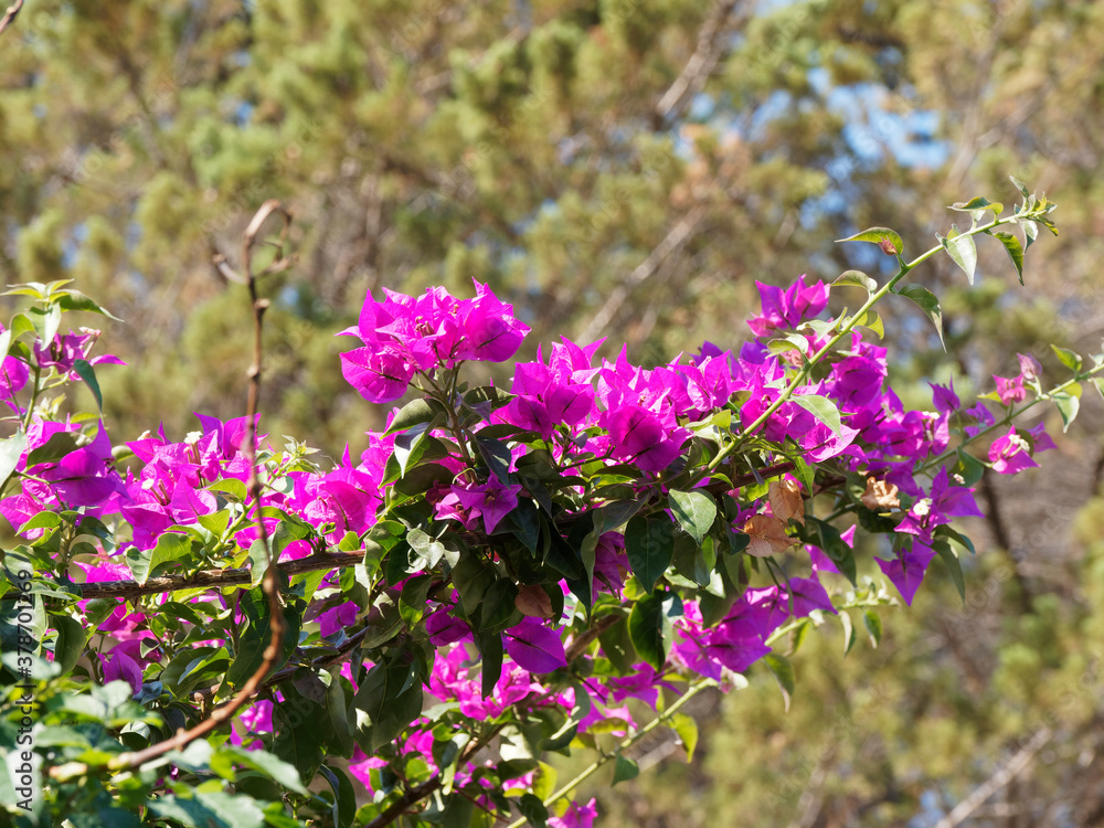 Fototapeta premium Bougainvillea oder Great bougainvillea with tiny flowers in clusters surrounded by brightly colored red to purple-red bracts