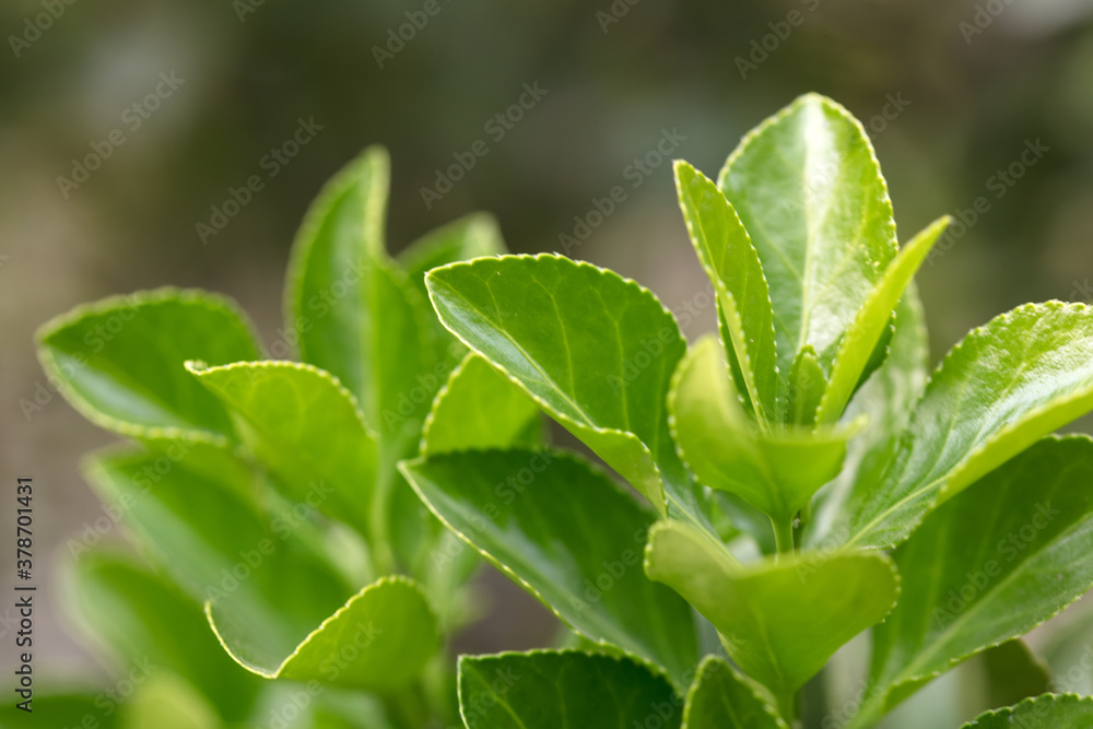 Close-up of growing holly tree Close-up of growing holly tree