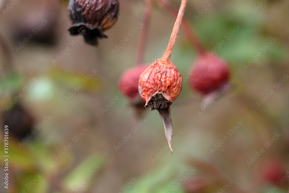 Dried rose seed on the branch