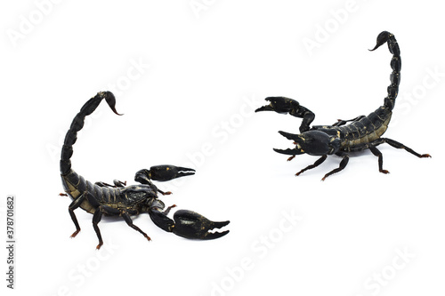 Plakat scorpion isolated on white