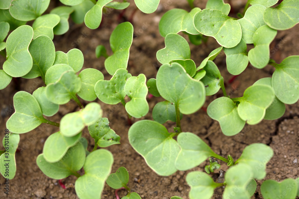 Radish seedlings cultivated in spring Radish seedlings cultivated in spring