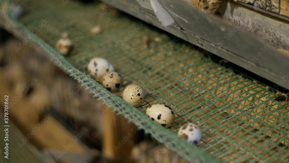 Livestock business concept. Quail eggs on the farm Livestock business concept. Quail eggs on the farm