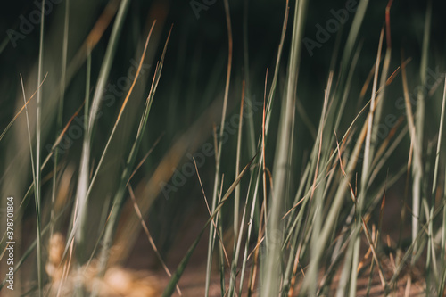  background of green grass. texture. can be used for wallpapers, prints