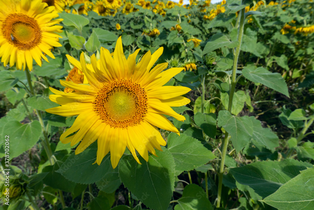 photo sunflowers in the field beautiful background photo sunflowers in the field beautiful background