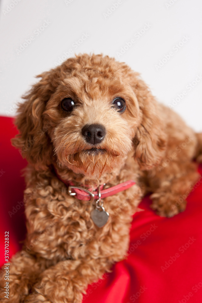 cute toy poodle on red cushion