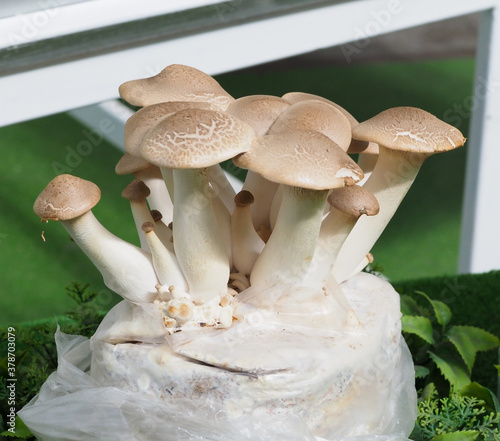 King Oyster Mushroom. Mycelium on the market counter photo