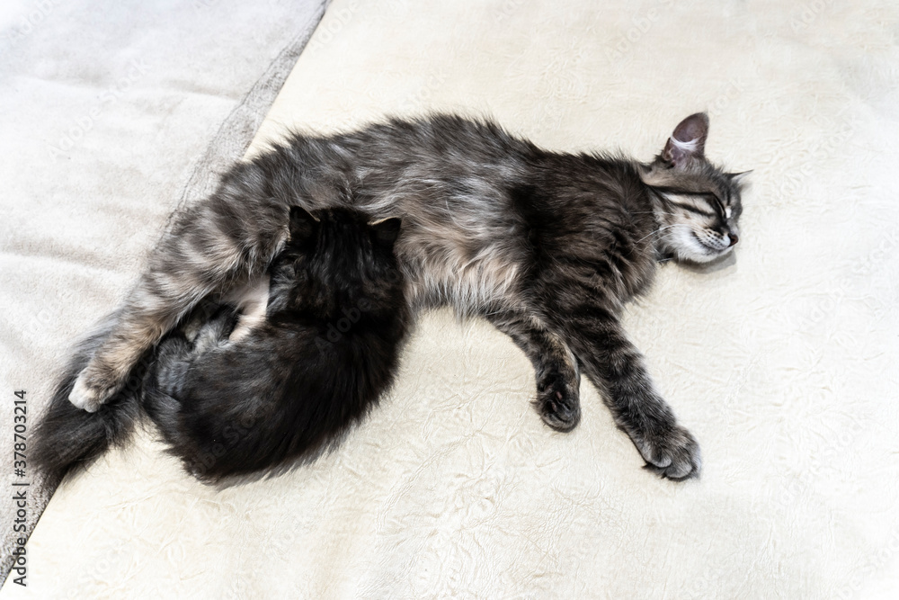 Obraz premium photo of a cat with a kitten of a beautiful gray variegated color