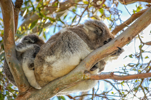A cute koala and its joey sleeping in the fork of a native gum tree.This arboreal Australian marsupial has a slow metabolism rate and sleeps for 20 hours a day. It looks bear-like, but is not a bear.