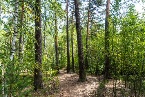 summer forest, birch, beautiful summer background © Liubov
