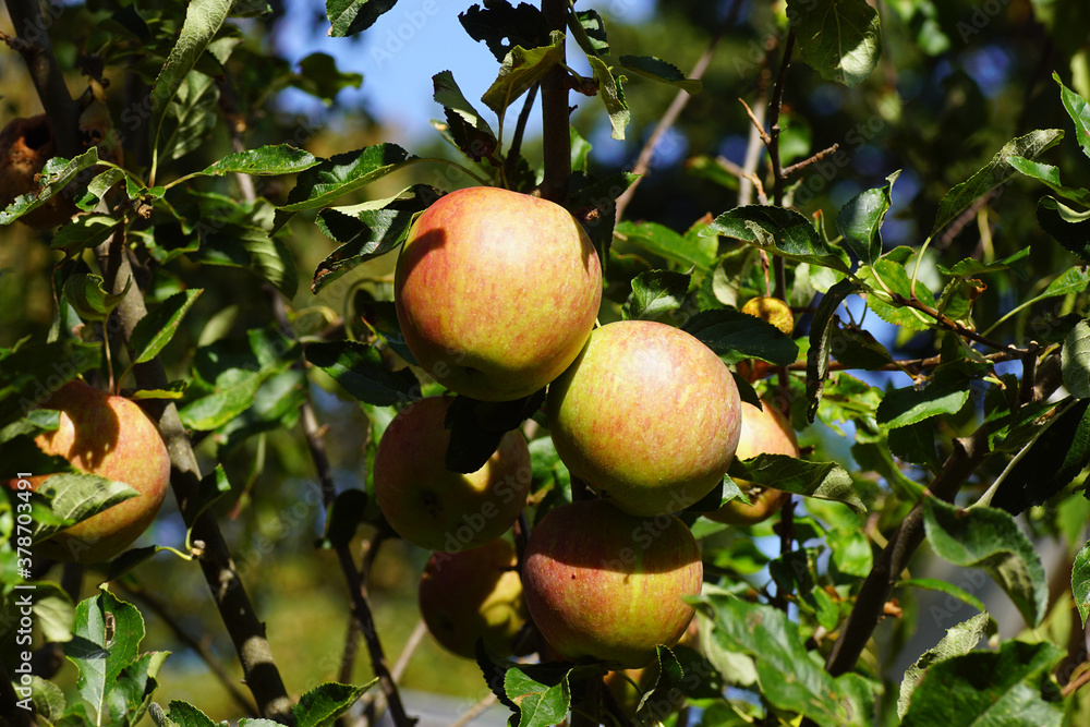 Jonathan apples hanging on an apple tree in a Dutch garden, Late summer, The Netherlands, September Jonathan apples hanging on an apple tree in a Dutch garden, Late summer, The Netherlands, September