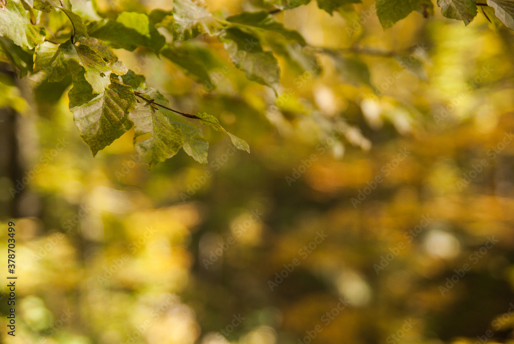 Beech leaves in autumn. Beech leaves in autumn.