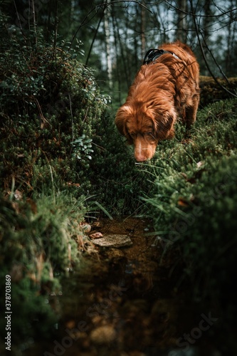dog in the forest