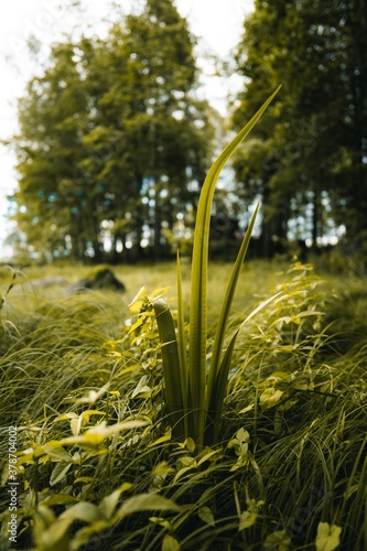 grass and sunlight
