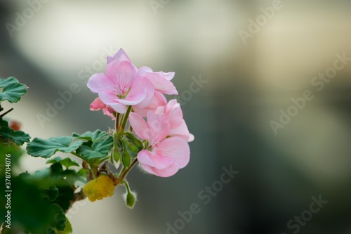 英名は「stork's bill（こうのとりのくちばし）」と呼ばれているテンジクアオイ属の花 photo