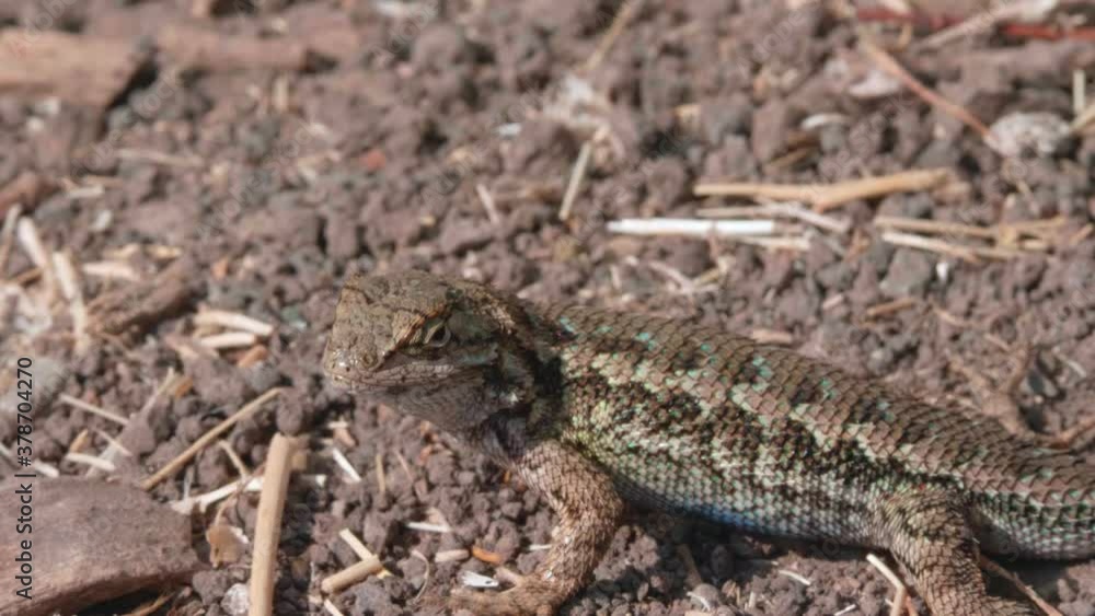 Side-blotched lizard sun bathing on a hot summer afternoon Side-blotched lizard sun bathing on a hot summer afternoon