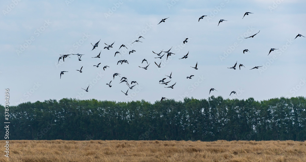 A flock of wild doves takes off from a wheat field A flock of wild doves takes off from a wheat field