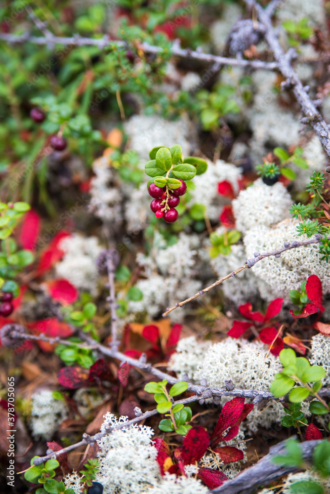 Red forest berry lingonberry in the clearing