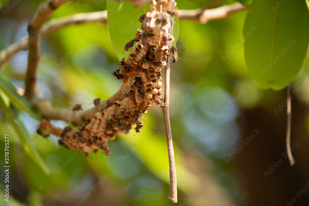 Fototapeta premium Hornets make their nests on the branches