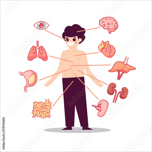 Human anatomy organs illustration Semicircular lungs with heart muscle digestive system small intestine and stomach eye pupil left right kidney pancreas with blood aorta medical biology flat vector.