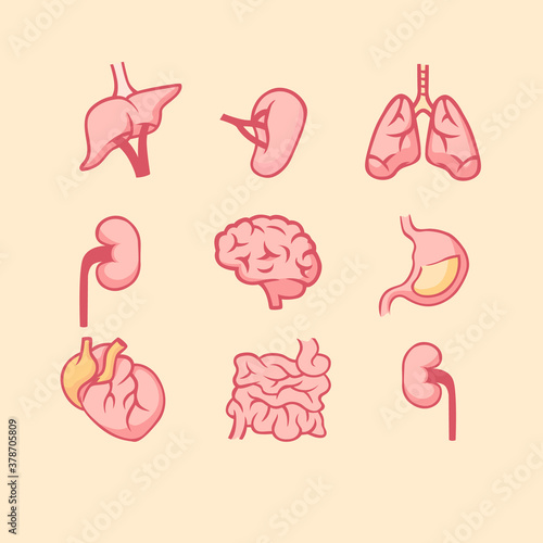 Human internal organs set. Anatomical lungs with heart muscle digestive system small intestine and stomach left right kidney pancreas with blood aorta medical biology flat vector reference.