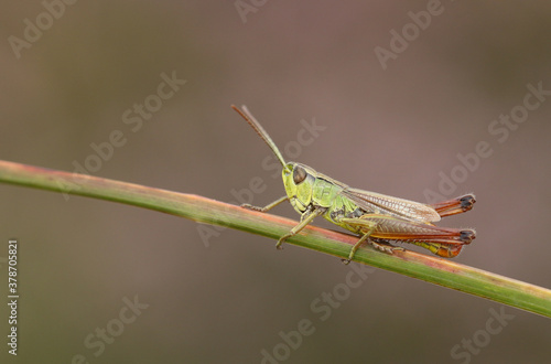 A pretty Meadow Grasshopper, Chorthippus parallelus, perching on grass.