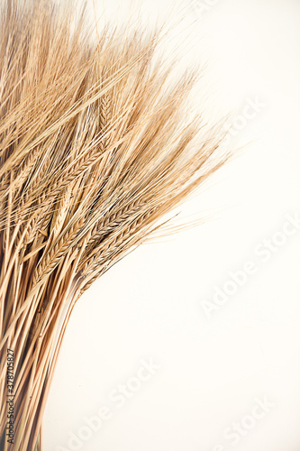 Yellow dried wheat on the white background and copy space for your text. Bunch of wheatears.