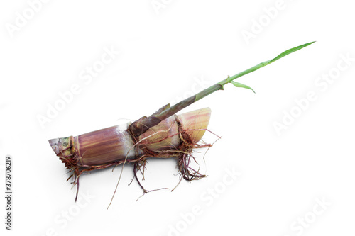 Sugar cane sprout with bud and roots isolated on white background.