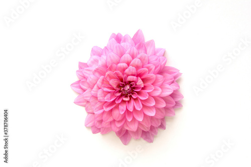 Dahlia flowers on a white background 