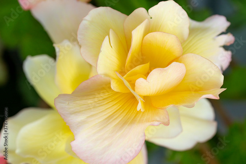Beautiful yellow begonia flower close up