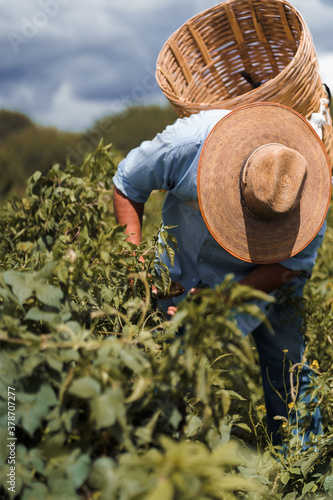 farmer with hat crouching in the field