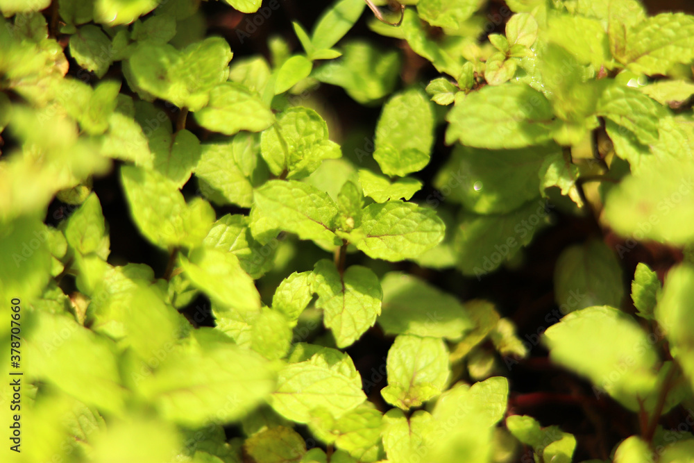 Fototapeta premium Mint leaves background, peppermint, Green mint plant grow at vegetable garden
