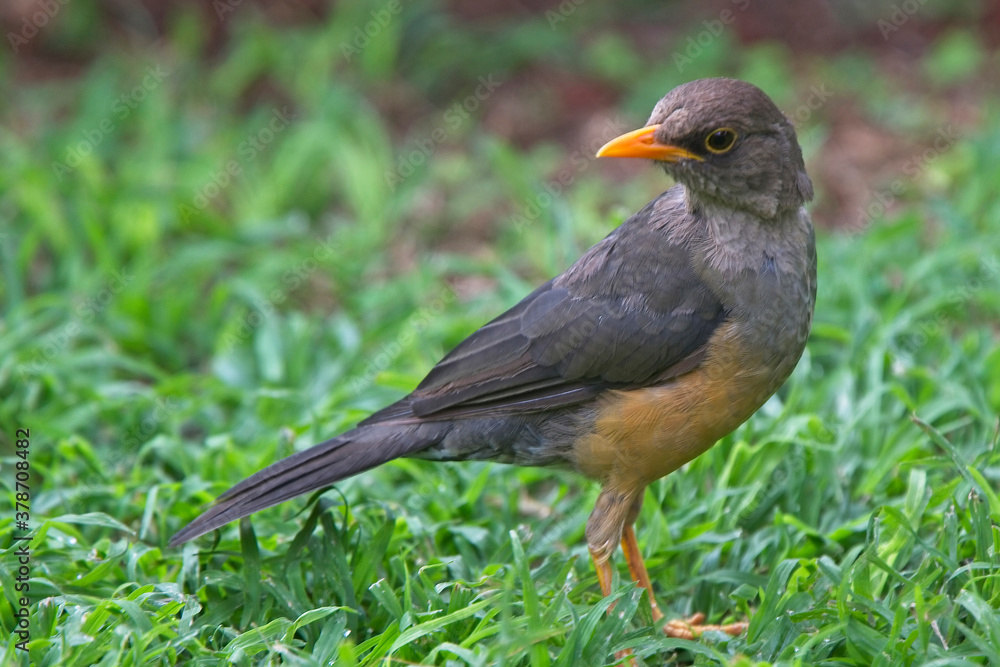 Olive Thrush (Turdus olivaceus abyssinicus), Nairobi, Kenya. Olive Thrush (Turdus olivaceus abyssinicus), Nairobi, Kenya.