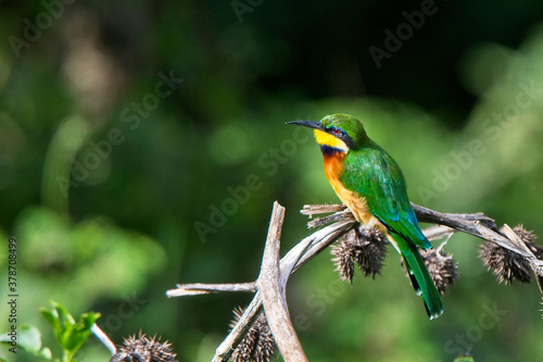 Cinnamon-chested Bee-eater (Merops oreobates), perched on a branch, near Nairobi, Kenya.