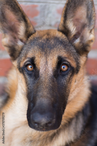 portrait of a beautiful young german shepherd dog with big funny ears close up