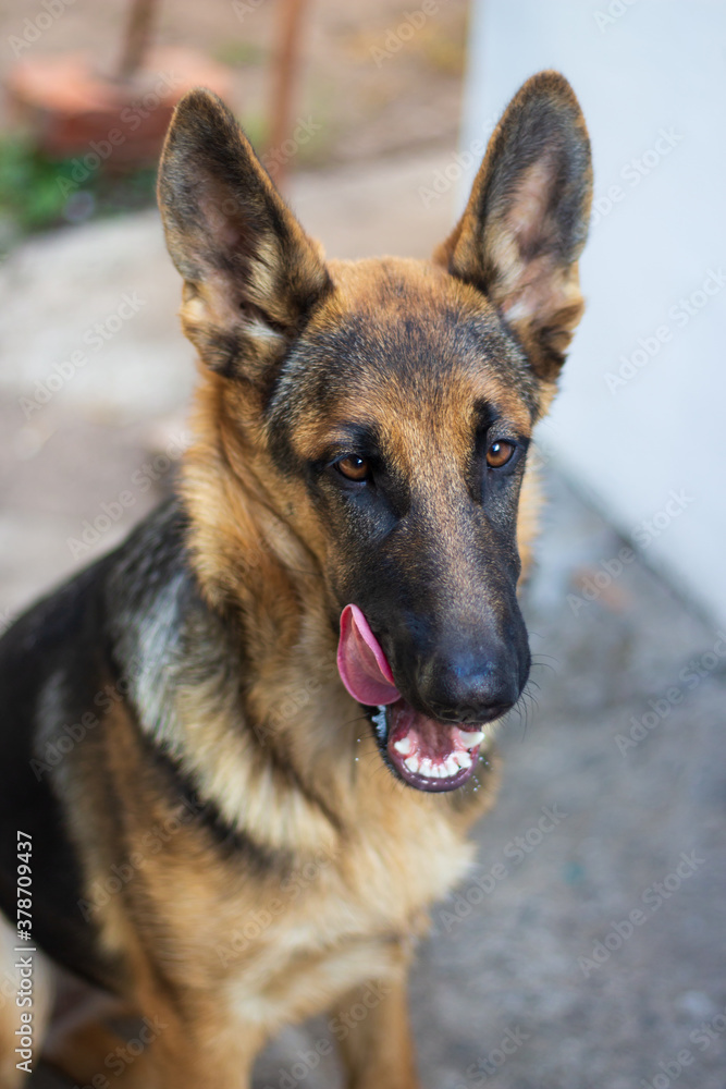 beautiful young german shepherd girl with big funny ears sits on the street and licks her lips beautiful young german shepherd girl with big funny ears sits on the street and licks her lips