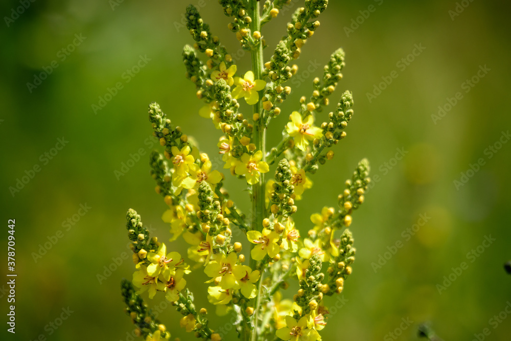 Vivid yellow flowers of Verbascum densiflorum plant, commonly known as dense flowered mullein, in a sunny summer garden, beautiful outdoor floral background photographed with soft focus. Vivid yellow flowers of Verbascum densiflorum plant, commonly known as dense flowered mullein, in a sunny summer garden, beautiful outdoor floral background photographed with soft focus.