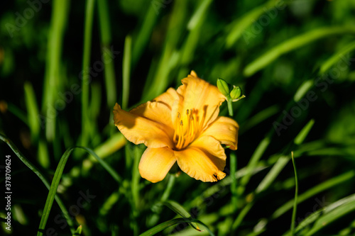 One vivid orange flower of Hemerocallis Lilium or Lily plant in a British cottage style garden in a sunny summer day  beautiful outdoor floral background photographed with soft focus.