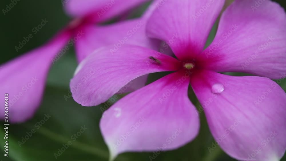 Catharanthus roseus flowers blooming with water drops in garden and ant walking  