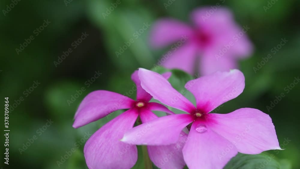 Catharanthus roseus blooming with water drops in garden Catharanthus roseus blooming with water drops in garden