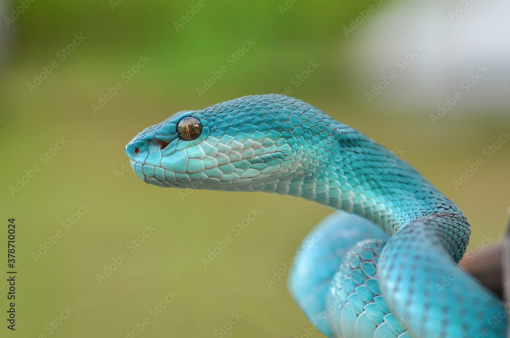 Fototapeta premium green lizard on a branch