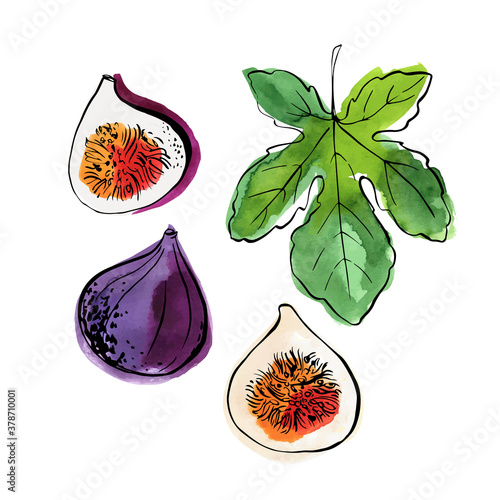 Fig. Fruits drawn a line on a white background. Vector sketch. Color sketch line.