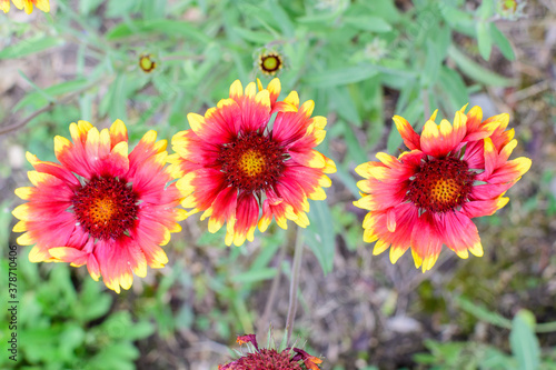 Many vivid red and yellow Gaillardia flowers, common name blanket flower, and blurred green leaves in soft focus, in a garden in a sunny summer day, beautiful outdoor floral background. © Cristina Ionescu