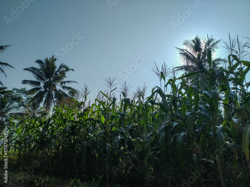 corn field against sky
